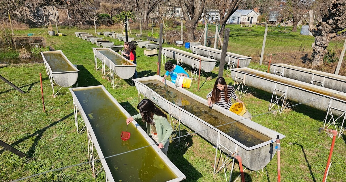 Madrecitas de agua: los peces de la UBA que ya custodian piletas y bebederos contra el dengue en veinte mil hogares