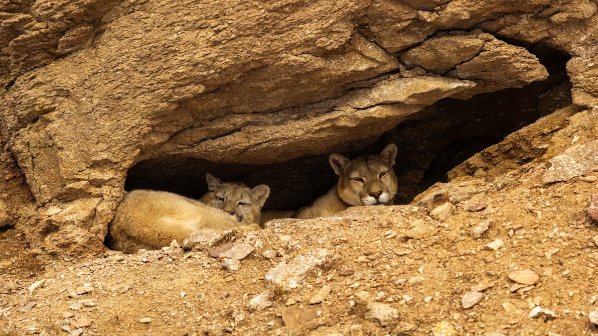 A la caza del puma en la estepa blanca de Santa Cruz: crónica de un safari silencioso en Perito Moreno