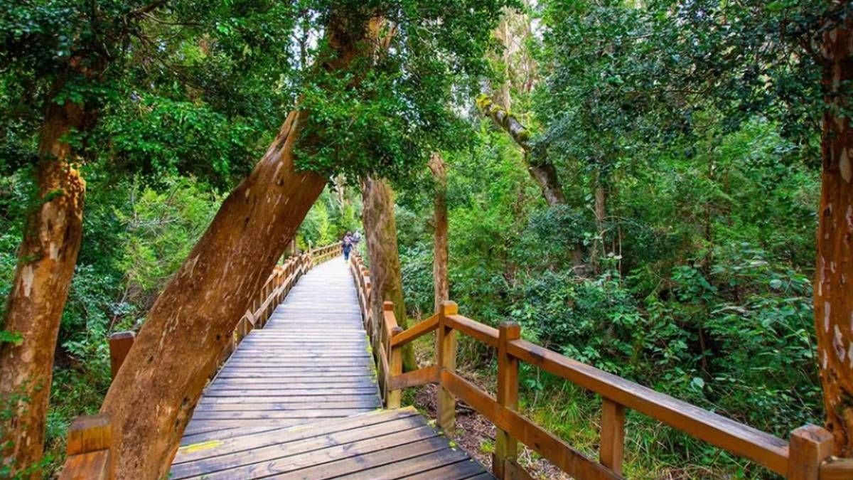 La península de Quetrihué, el bosque de arrayanes que emerge del Nahuel Huapi en Villa La Angostura