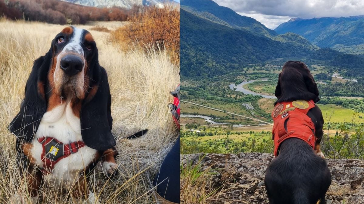 Humboldt, el basset hound que se convirtió en aliado de los científicos en los bosques patagónicos