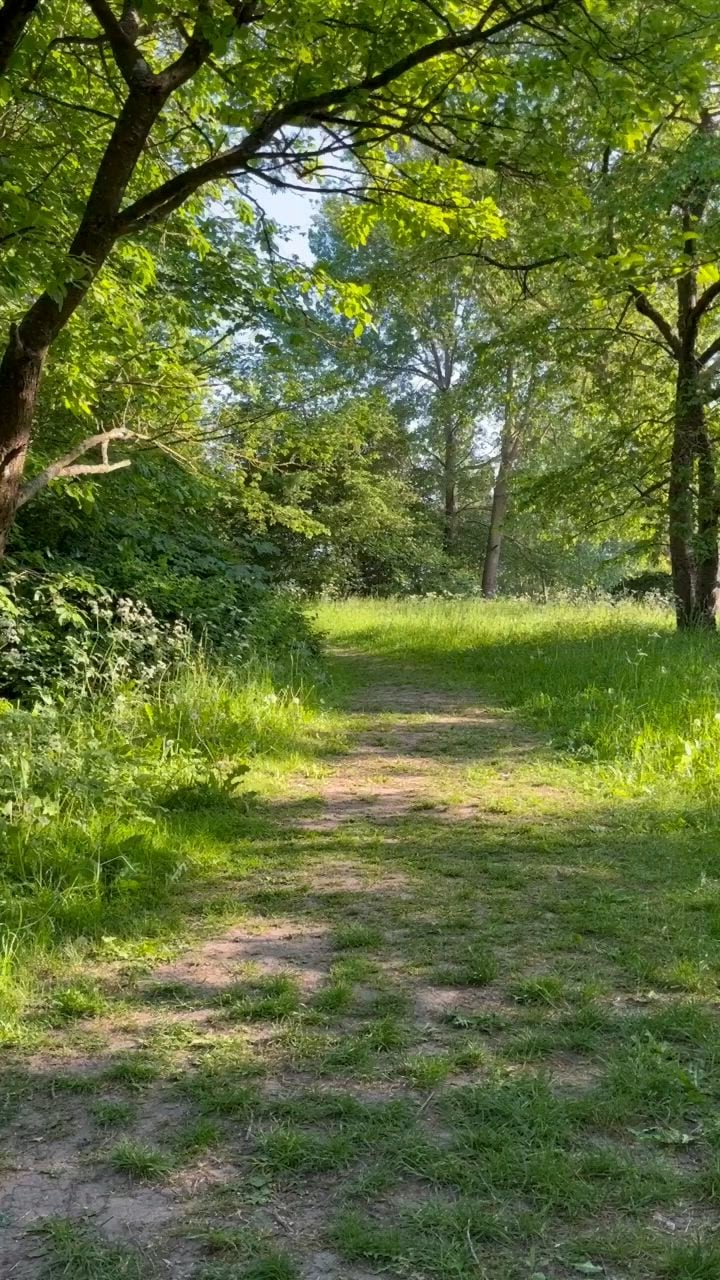 El baño de bosque, una pausa entre los árboles que el cuerpo reconoce al instante