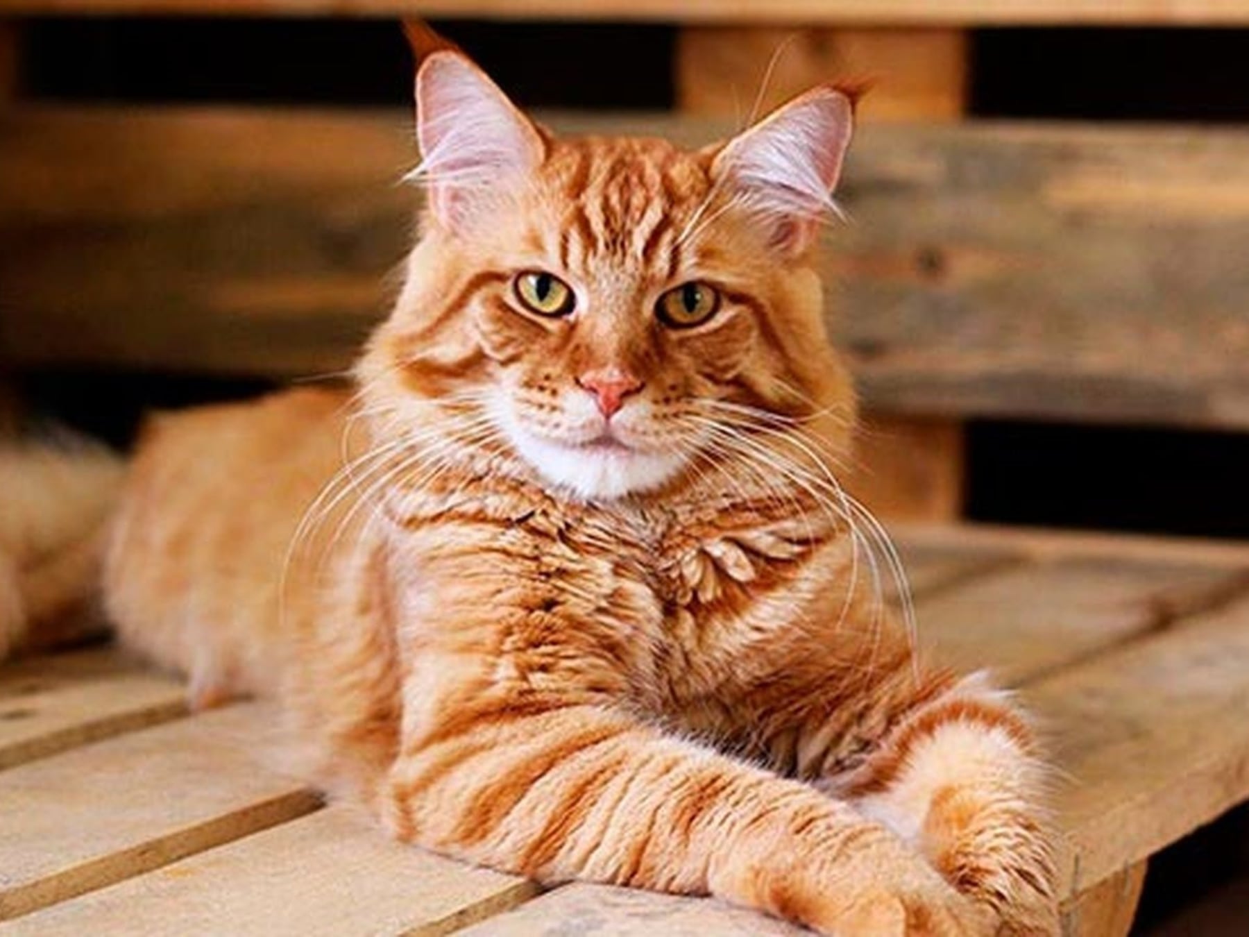 Mascotas en la ciudad: por qué los gatos se ganaron un lugar en los hogares argentinos