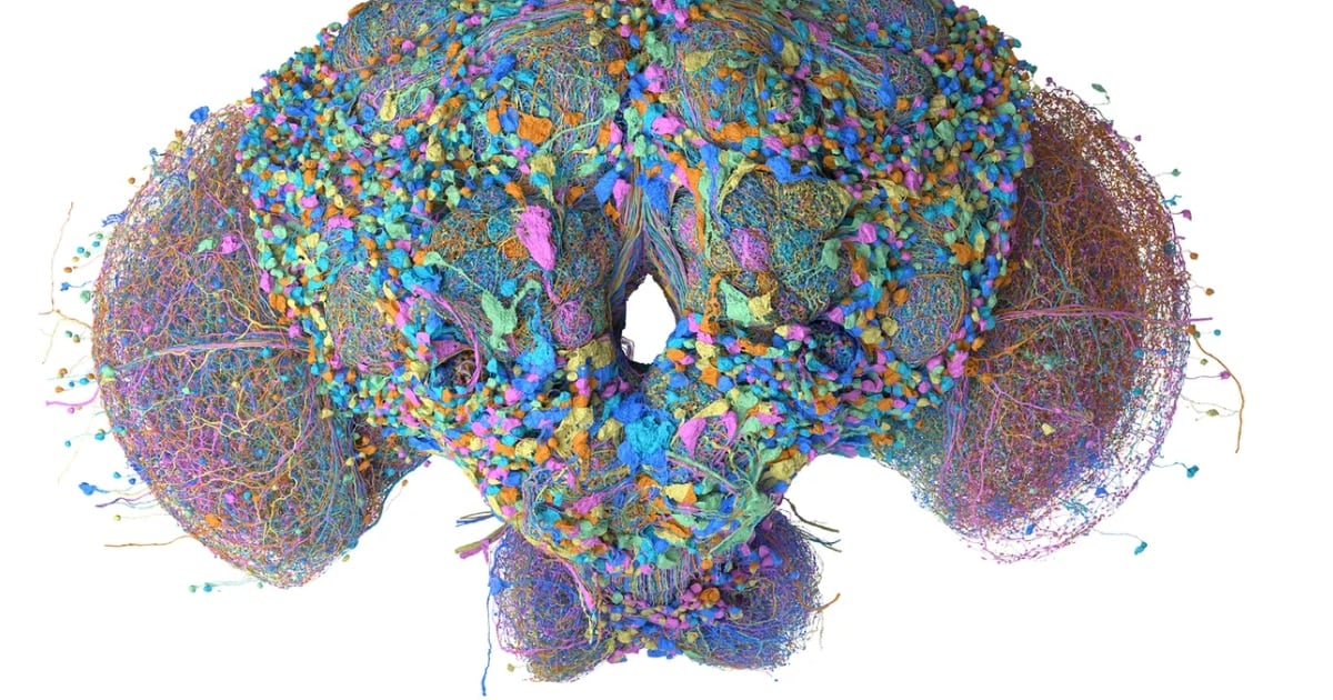El cerebro digital de una mosca que aprendió a separar correos, jugar al Doom y mover una cartera de criptomonedas