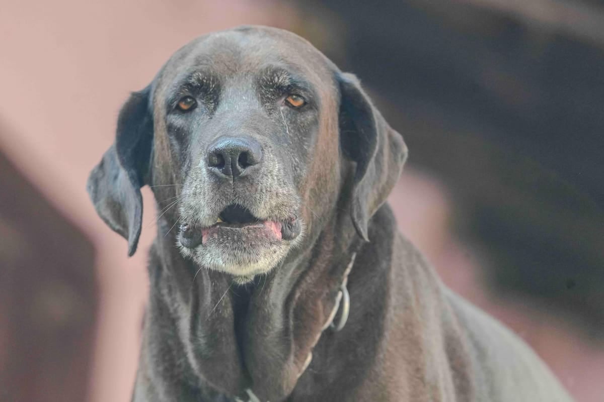 El Chaltén encarece la tenencia responsable: 20 módulos para inscribir una mascota y 15 por año