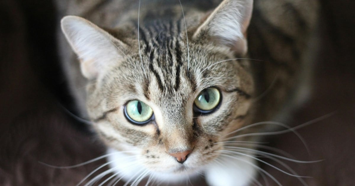 Un parásito que cruza fronteras: lo que un análisis masivo en gatos de América del Norte revela sobre la giardiasis