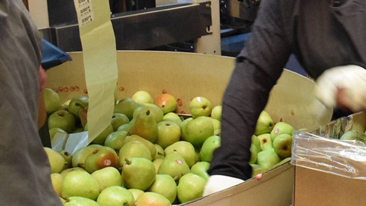 Una década embalando fruta, una lesión en el hombro y una cooperativa que se quedó sin respuestas