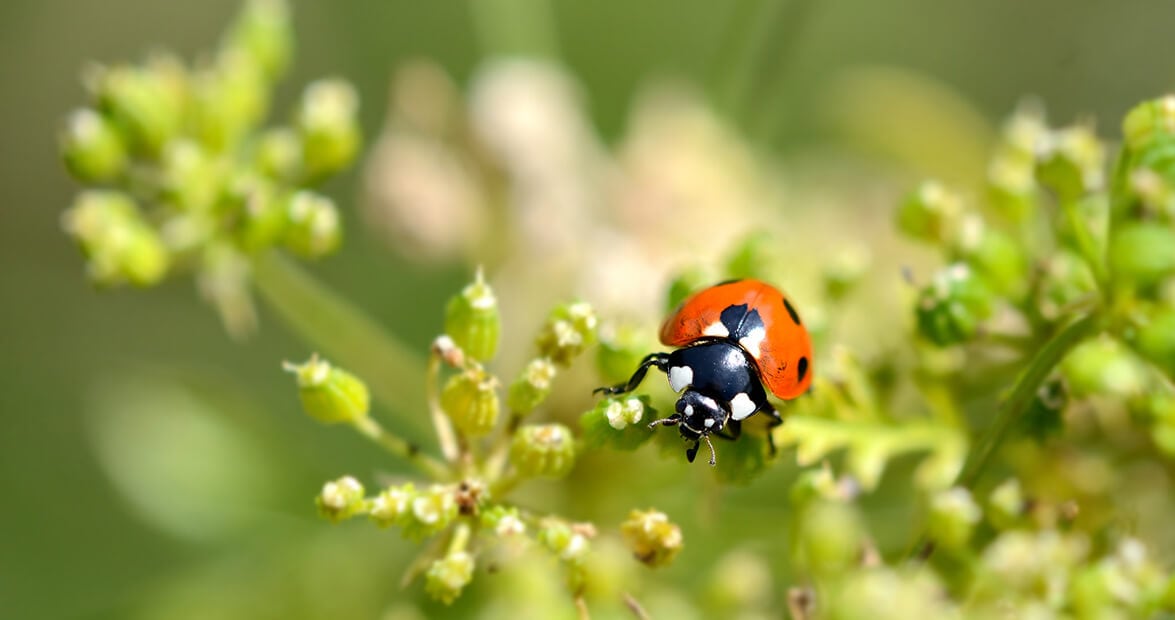Cómo armar un botiquín verde para el jardín: recetas con ortiga, ajo y cáscaras que recomienda el INTA