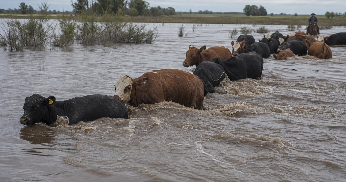 La crecida del Paraná tensa la oferta ganadera y empuja los valores de la carne en Cañuelas