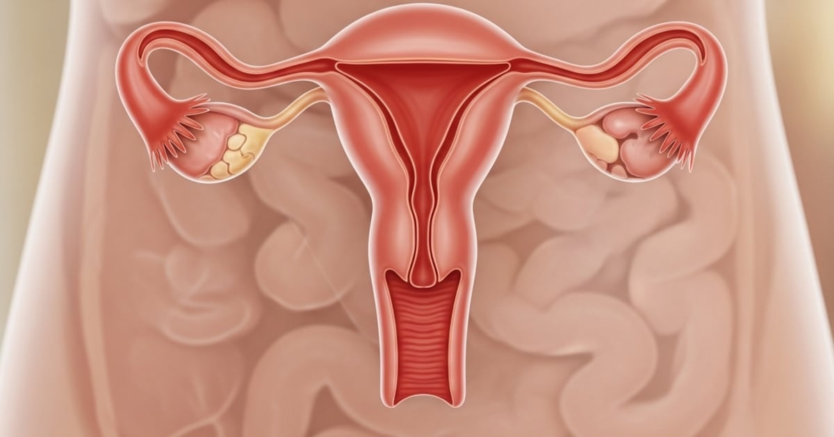 Un mapa del ovario después de los 50: la vida celular que la menopausia no apaga
