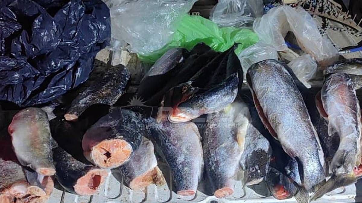 La cuenta regresiva de la pesca en la Patagonia neuquina: qué se puede pescar antes del 1 de noviembre