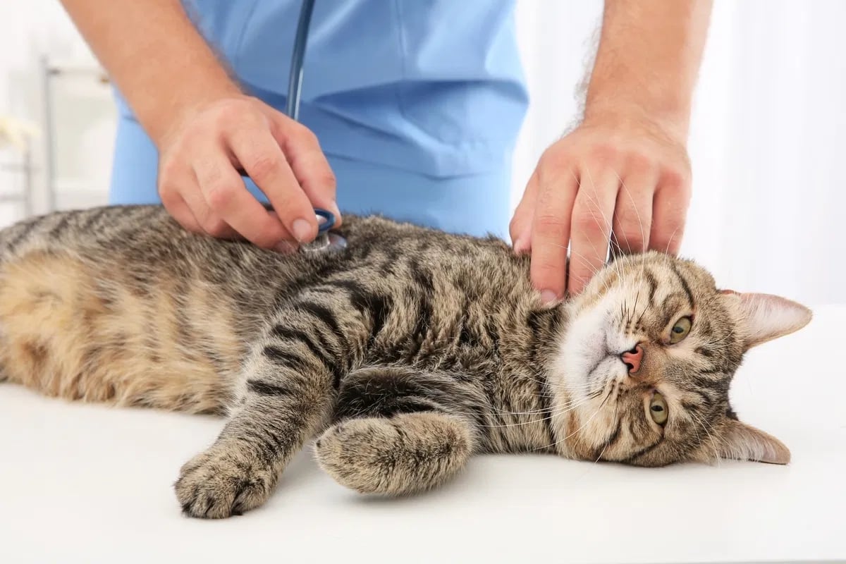 Gatos y salud: siete enfermedades transmisibles y cómo protegerte