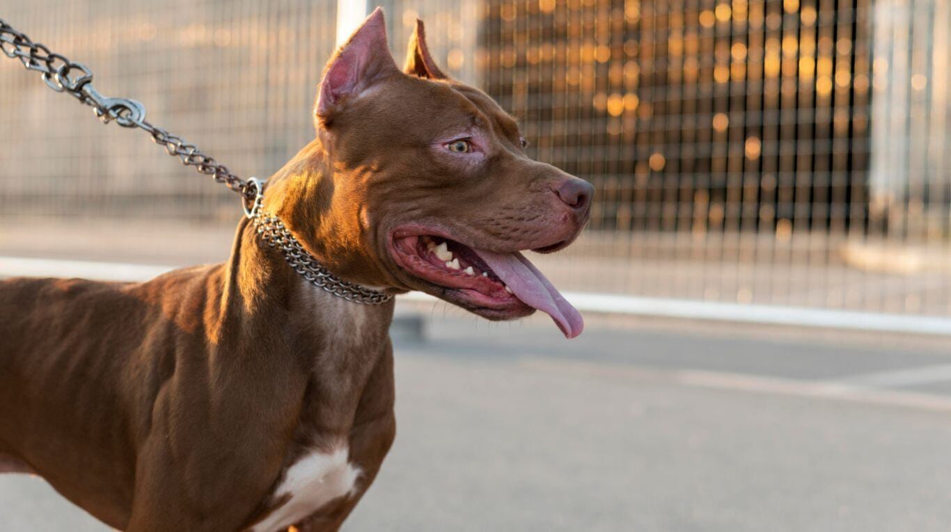 Intentaron frenar un operativo en Córdoba atacando a policías con perros pitbull y piedras