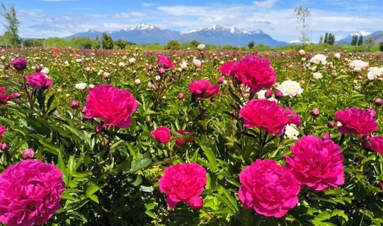 Chubut: después de los tulipanes, llegó el momento de ver de cerca otra flor impactante en Trevelin