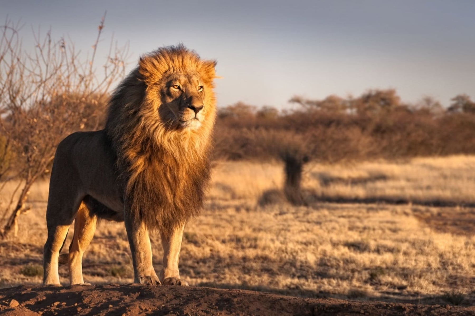 ¿Miedo o vulnerabilidad?: este es el significado de soñar con leones
