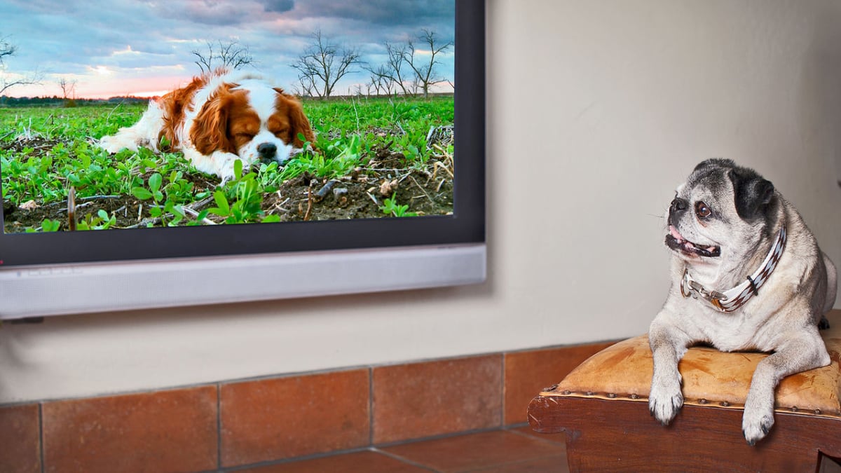 Cómo afecta la televisión a los perros y por qué varía su reacción