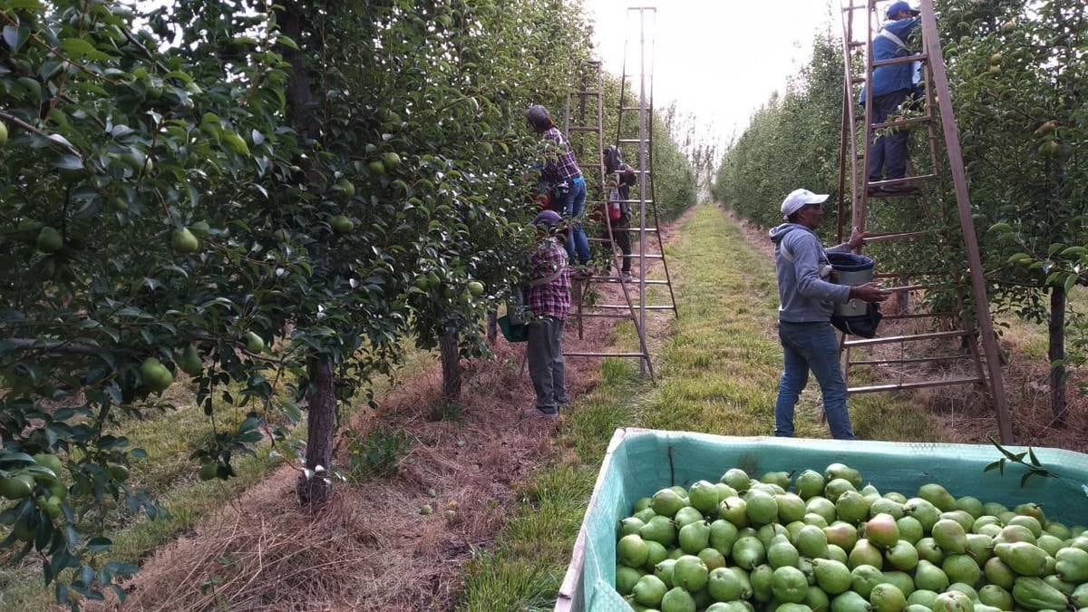 Cerraron paritarias: salario del cosechador en enero es de 46.500 pesos