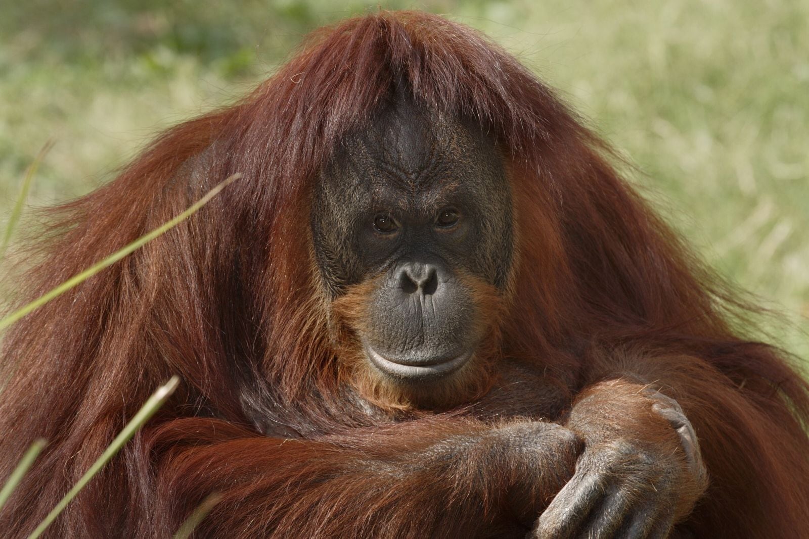 Día Internacional del Orangután: datos esenciales y los desafíos para su supervivencia