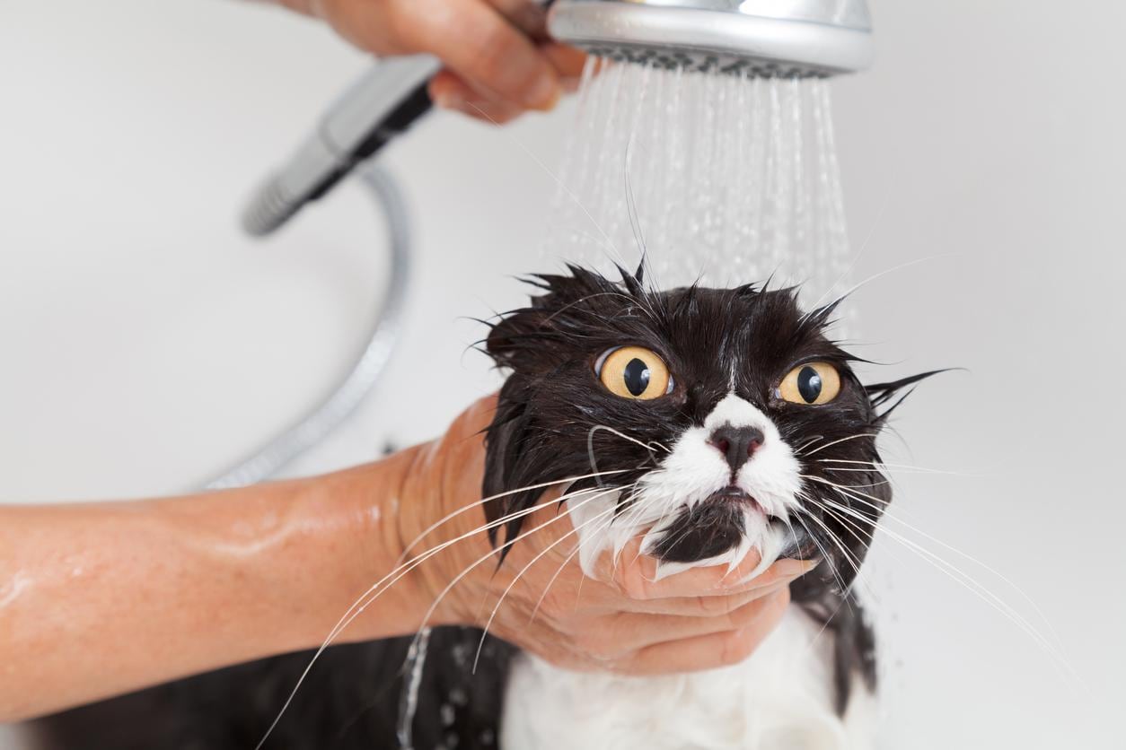 El rechazo de los gatos al agua explicado por la ciencia y la historia