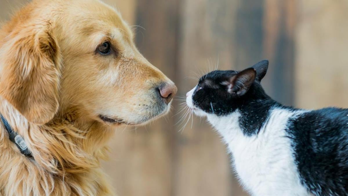Perros vs. gatos: qué revela la ciencia sobre su inteligencia