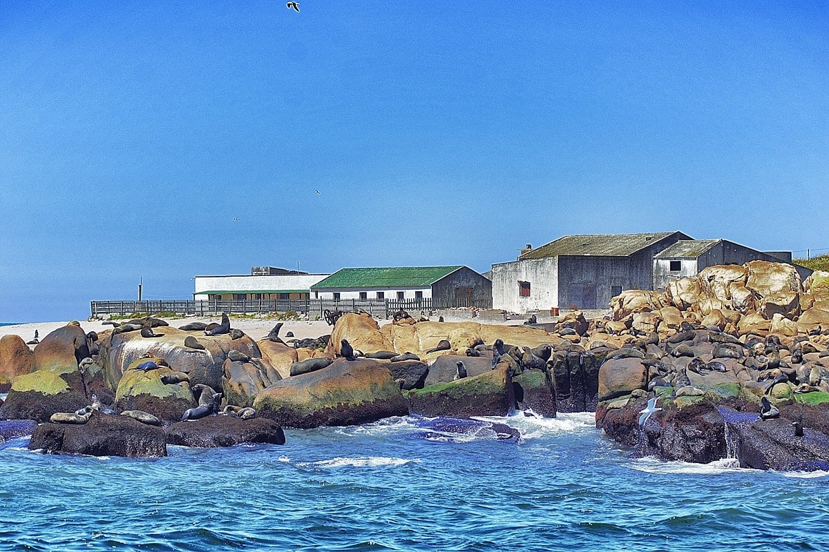 Isla de Lobos, la joya oceánica de Punta del Este: cómo visitarla y observar de cerca su biodiversidad protegida
