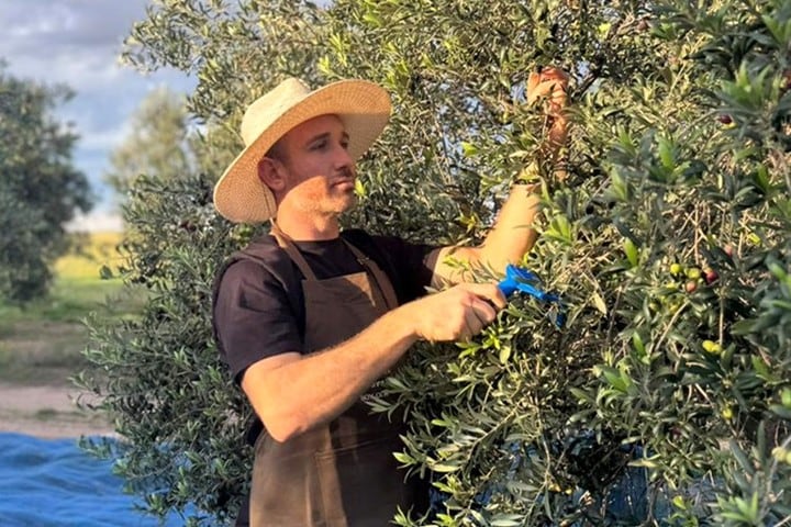 La Ruta del Olivo bonaerense conecta más de 40 productores en el suroeste provincial