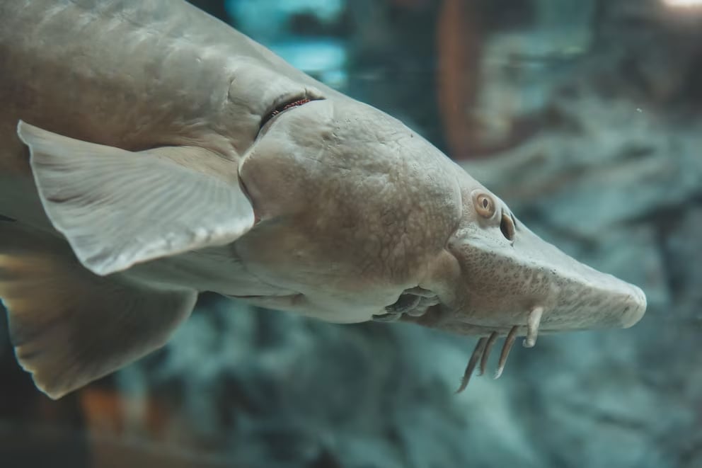 Terror en un acuario en China: un pez gigante atacó a una artista disfrazada de sirena durante un show en el agua
