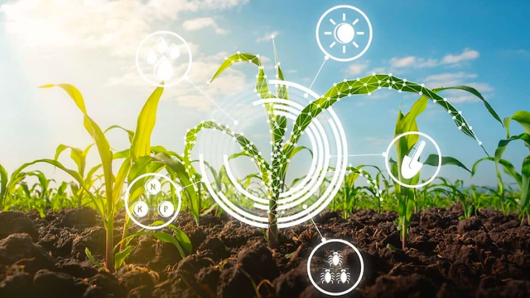 Revolución verde: la agricultura regenerativa transforma la sociedad, la economía y el medioambiente