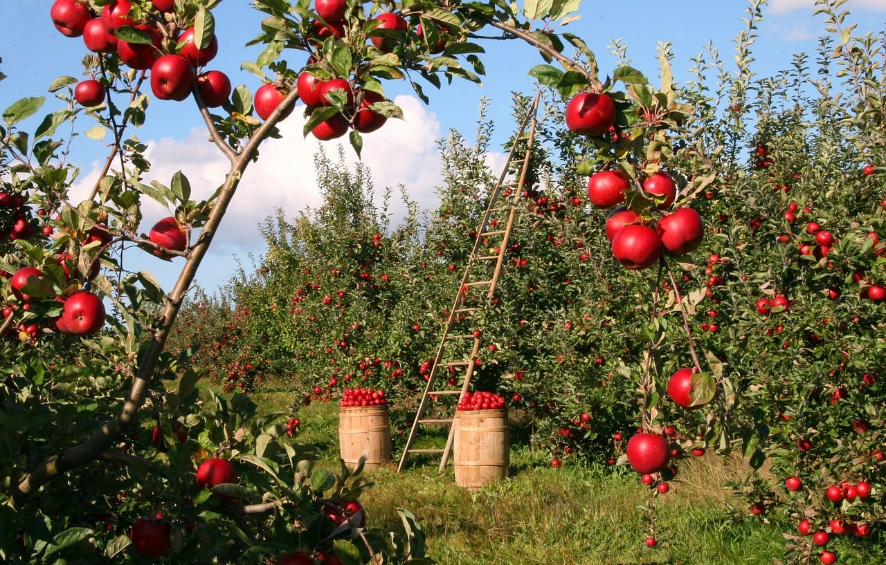Comenzó la cosecha de manzana en el Valle: ¿cuáles son las expectativas?