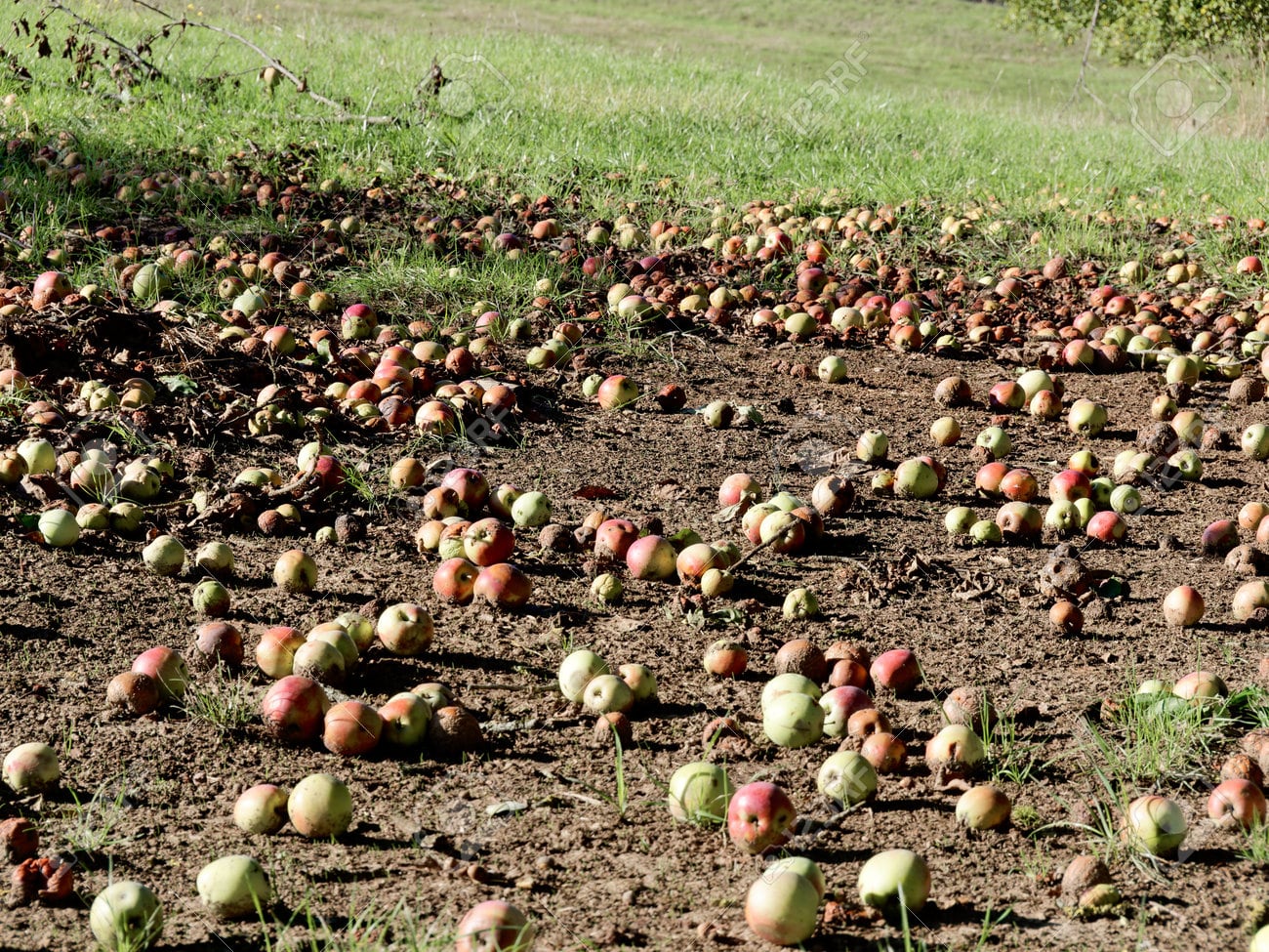Paradojas de la Argentina: millones de kilos de peras tiradas en un país con el 50% de pobreza