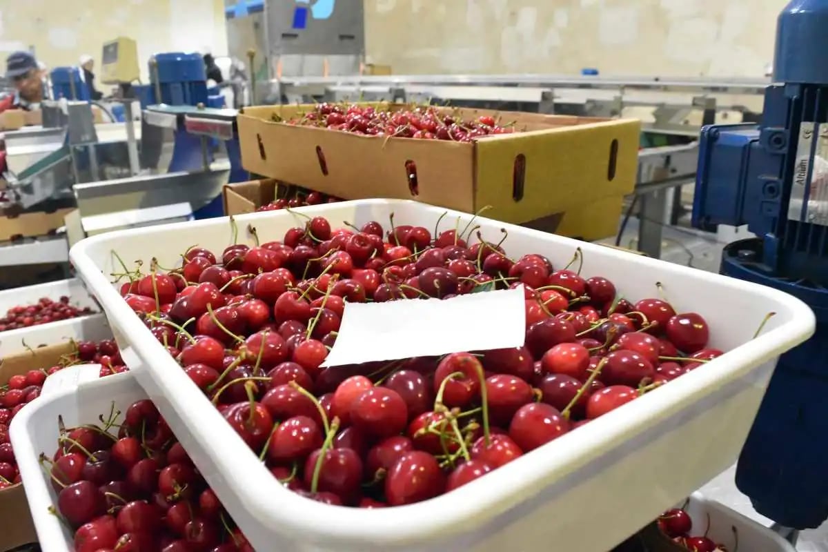 Argentina: se aceleraron las importaciones de cerezas en enero