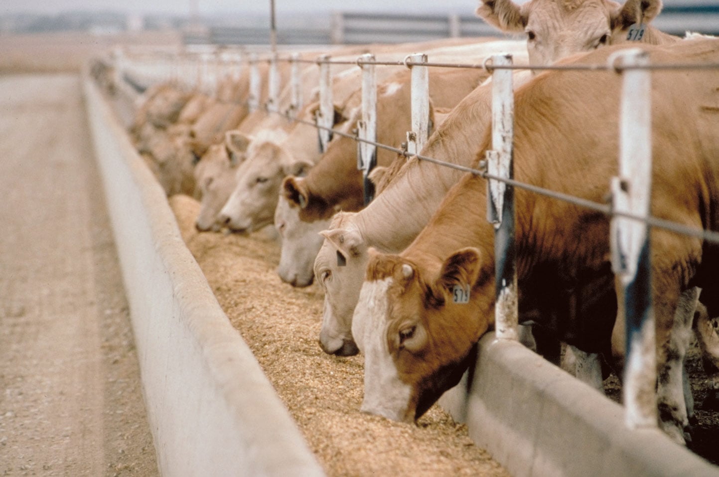 Feedlots: ¿Un escenario más favorable para el negocio?