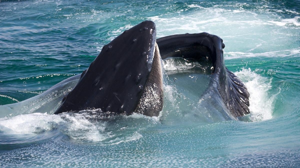 Una ballena se lo tragó y lo devolvió mientras hacía packrafting en el Estrecho de Magallanes