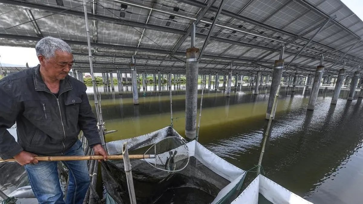Innovación en China: la mayor granja de peces con energía solar del mundo