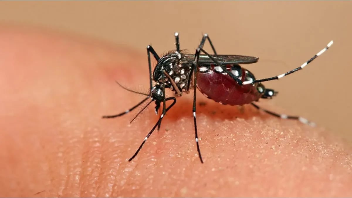 Dengue en Argentina: ¿las lluvias prolongadas aumentan el riesgo de propagación del mosquito?