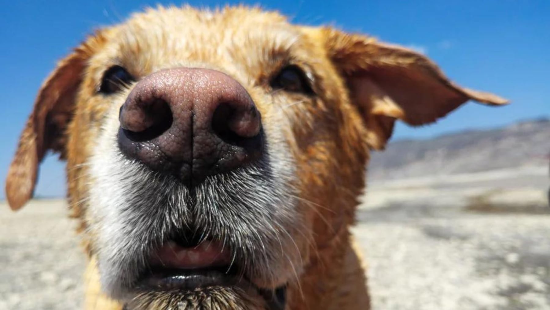 Innovación científica: estudian cómo los perros procesan los olores