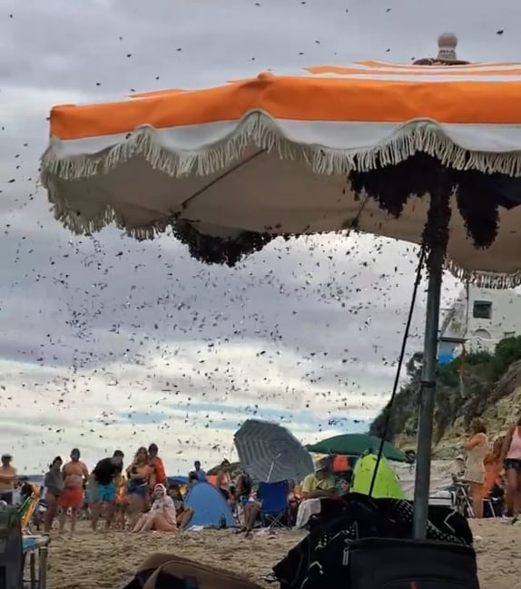 Insólito, abejas en Las Grutas: invadieron las playas con colmenas en sombrillas y pelotas