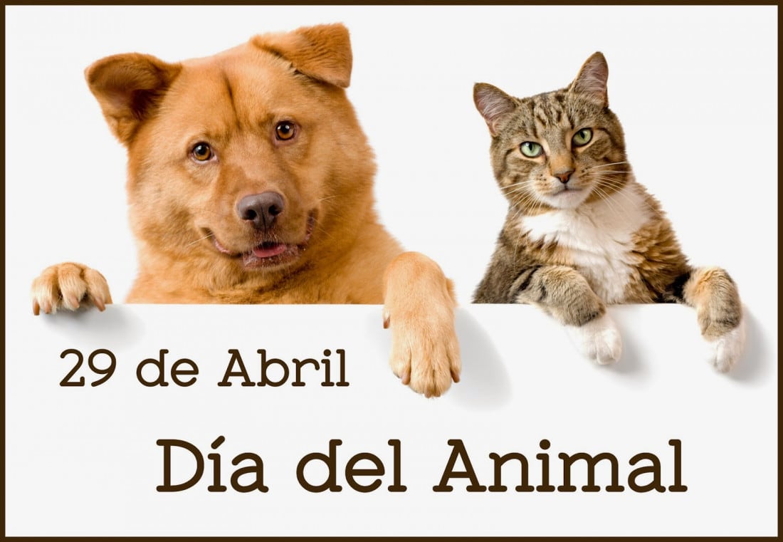 Día del Animal: crece la tendencia de elegir mascotas en lugar de hijos